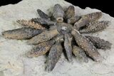 Jurassic Fossil Urchin (Reboulicidaris) - Amellago, Morocco #77233-2